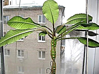 Euphorbia plant creare pulchra figura, quemadmodum secare cacumina, et quando bene est optimum ad facere?