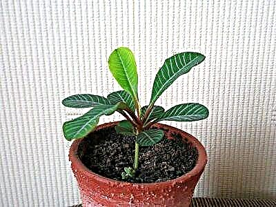 Euphorbia kanthi spike utawa putih? Perawatan omah lan foto