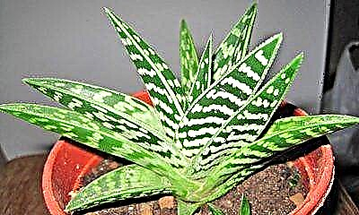 Sanitatem et pro domo pulchra plant - dema distinctum aloe. Features et diligentia culturaque