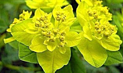 Sa pagpangita sa usa ka natural nga solusyon: ang kaayohan ug medisina nga mga kinaiya sa milkweed herbs
