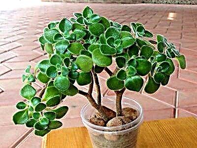 Pots shrub: Aeonium arborescent