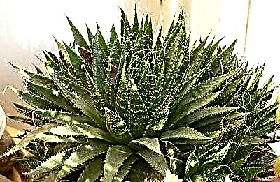 Alles iwwer Aloe Spinous: nëtzlech Properties a Fleegefeatures