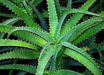 Hausgemaachte Aloe ass eng Allheelmëttel fir Krankheeten! D'Benotzung vun enger Blumm fir medizinesch Zwecker