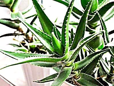 Aloe yarpaqları ilə problemlərin səbəblərini axtarırıq, şəfalı bir ətli ətə qulluq xüsusiyyətlərini öyrənirik