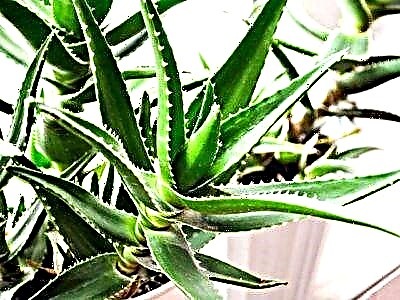 Succulent Planzungstipps: wat sinn d'Geheimnisse fir Aloe vu Somen ze wuessen?