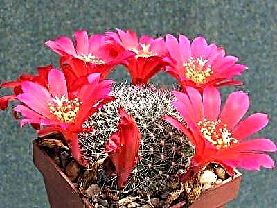 Cactus cunha variedade de cores - Rebucia: características de coidado e reprodución