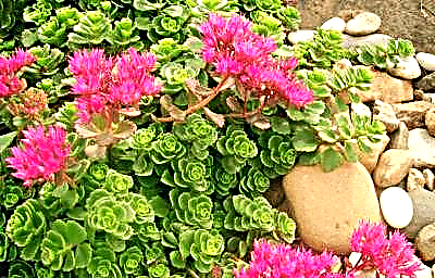 Bimë modeste në një qilim lule: mbulesa tokësore e gurëve
