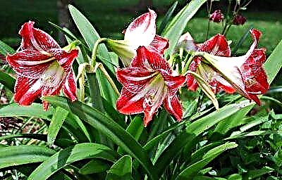 એમેરીલીસ અને ફૂલોની સંભાળ વાવેતરની ઘોંઘાટ. એક સુંદર છોડનો તેજસ્વી ફોટો