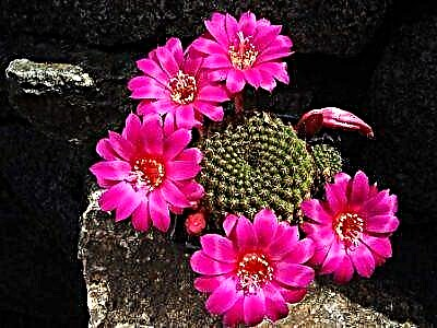 Cacti iti mai i te puninga Rebucia: whakaahuatanga o nga momo, o raatau whakaahua me nga ahuatanga manaaki