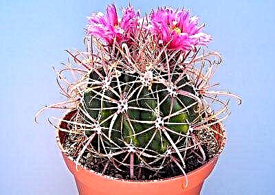 Plant la ak pikan milti-koulè se yon ferocactus enteresan. Deskripsyon espès ak varyete, karakteristik swen ak repwodiksyon