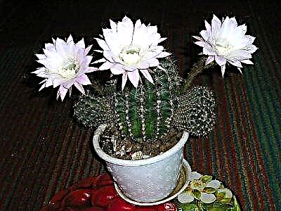 Echinopsis cactus baile coitianta - a phríomhchineálacha le grianghraif agus rialacha cúraim