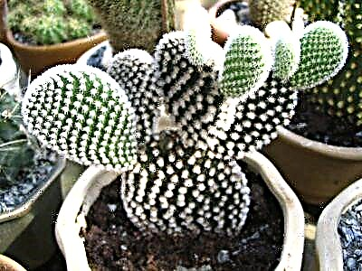 Dekorative Kaktus Stachelbeen. Beschreiwung an Features vun der Betreiung, Foto vun der Planz