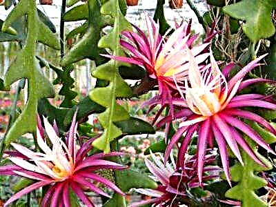 Voortplanting van die blaaragtige kaktus epiphyllum