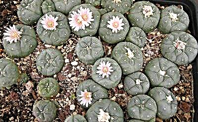 Cactus sen espiñas - Lophophora Williams