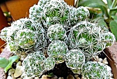 Кактус Mammillaria gracilis - опис со фотографии, совети за растење и борба против болести