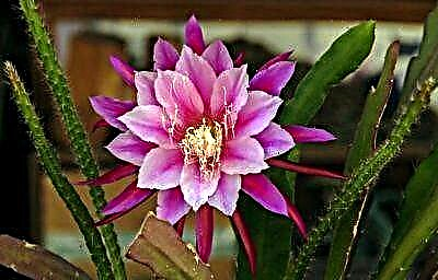 Reëls vir die eenvoudige versorging van die epiphyllum tuis en in blombeddings, moontlike plae, kaktussiektes en foto's