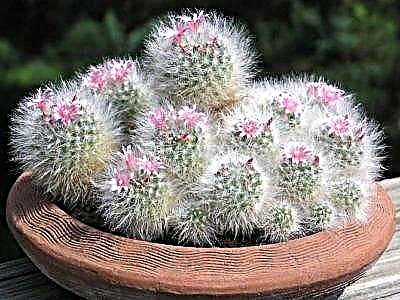 Cactus Mammillaria bokasana အကြောင်း - စက်ရုံ၏ဖော်ပြချက်၊ ပြုစုစောင့်ရှောက်မှု၊ မျိုးပွားခြင်းနည်းလမ်းများနှင့်အခြားအရာများ