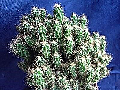 Mga simpleng alituntunin para sa pag-aalaga ng Peruvian Cereus. Paglalarawan, larawan at paglilinang ng isang cactus