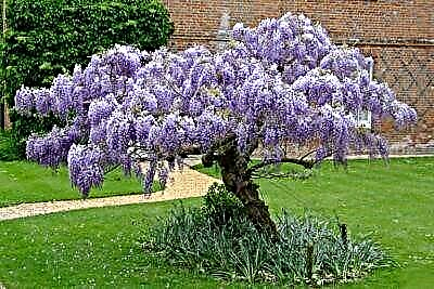 Gjithçka për wisteria luksoze Hëna Blu: përshkrimi i specieve, nuancat e kujdesit dhe sëmundjet e mundshme