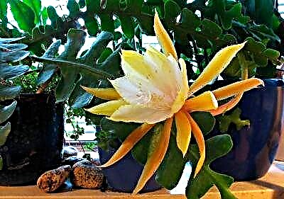 Zida zakukula kwa nkhalango cactus Epiphyllum Anguliger