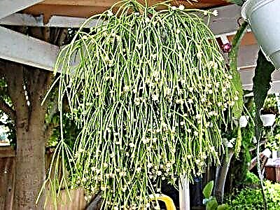 Abadi succulent abadi - Ripsalis wulu lan spesies, jinis. Katrangan lan aturan kanggo ngurus