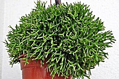 Благодатна кактус хатиора - правила за домашна нега, фотографија од растението