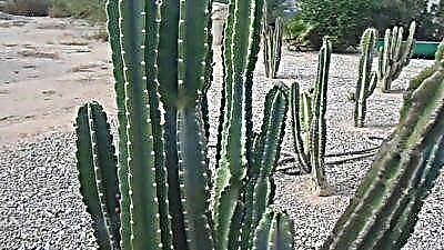 Kaktus sereus raksasa, Spiral, Kanada lan liyane. Ringkesan jinis lan aturan perawatan