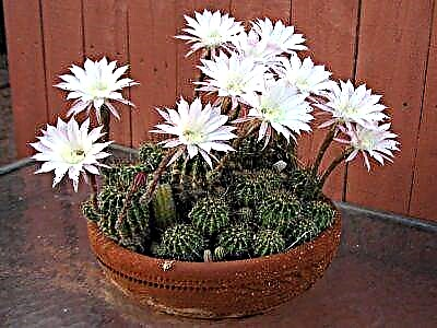 Ótrúlegt kaktus echinopsis - hversu lúmskt og hvernig er best að sjá um það heima og á götunni?