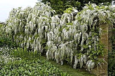 Fassinerende Chinese wisteria Alba - kenmerke van versorging, plant en ander nuanses