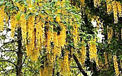 Adon lambuna da wuraren shakatawa shine rawaya wisteria. Hotuna, dasa shuki da abubuwan kulawa