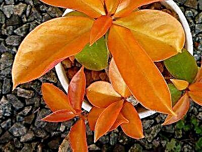 Ang garbo sa makabungog nga koleksyon mao ang peresky Godseff leaf cactus: litrato, paghulagway, nagtubo sa balay