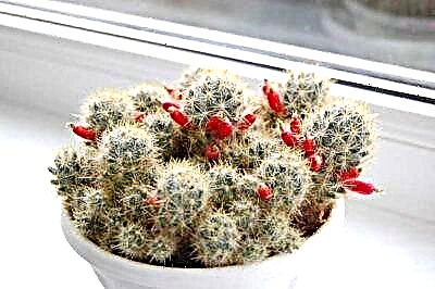 Tanan bahin sa Mammillaria Prolifer. Giunsa kini lahi sa ubang mga cacti ug kung giunsa kini pag-atiman?
