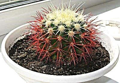 Гялалзсан өргөстэй гайхалтай ургамал - echinocactus Gruzoni red