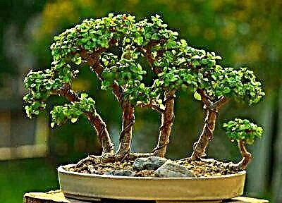 Meriv çawa bi destên xwe ji jinek qelew bonsai ava dike? Lênihêrîna nebatan