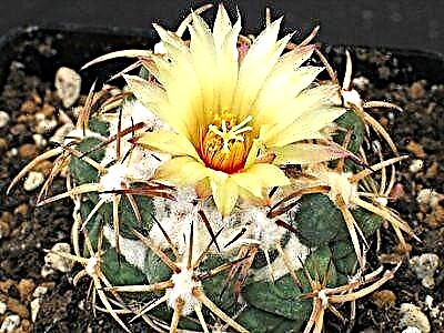 Hlangana nesivakashi esivela eMexico - i-cactus Coryphanta