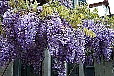 Како цвета wisteria, и што да прави кога не? Фотографија на цветно растение