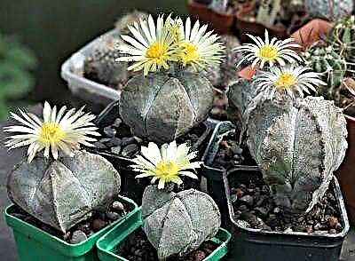 Star cactus o le matagofie silisili - houseplant Astrophytum myriostigma