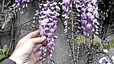 Ntuziaka zuru ezu banyere otu esi eto wisteria site na mkpụrụ n'ụlọ