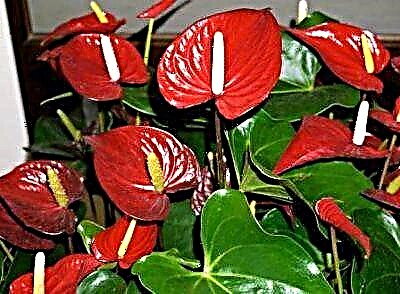 Familyաղիկ «Ընտանեկան երջանկություն», կամ Anthurium կարմիր: Բույսերի տեսակները, տնային խնամքի առանձնահատկությունները