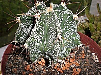 Oğlaq, meduza başı, ornatum və digər astrophytum növləri. Kaktus ulduzuna qulluq qaydaları