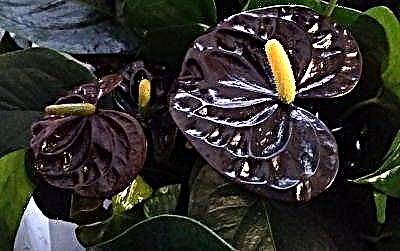 Göfugt fjölbreytni af Anthurium Black Prince: fullkomnar upplýsingar fyrir unnendur stórkostlegra plantna