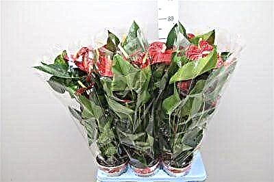 گل فلامینگو یک تزئین داخلی لوکس است. نکات و عکسهای مربوط به مراقبت از آنتوریوم داکوتا