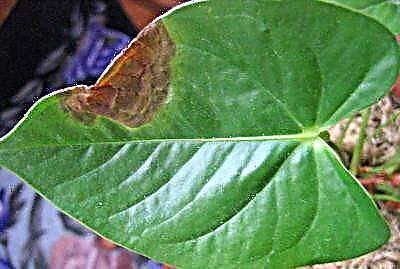 Зошто мојот омилен антуриум има кафени дамки на лисјата и како да го излекувам растението?