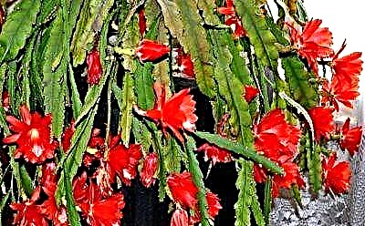 Beleza espectacular: como facer que o epiphyllum floreza na casa e que variedades son adecuadas para iso?