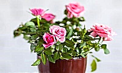 Revisión de subvariedades de mesturas de rosas e características de coidado Como cultivar unha flor na casa?