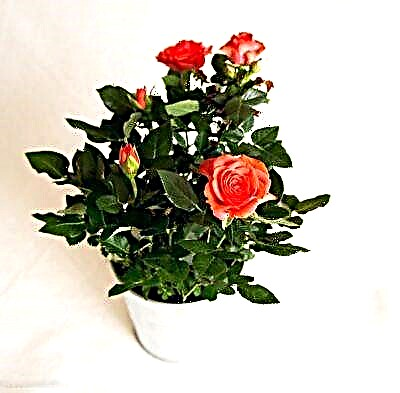 Karakteristike sadnje kordane ruže kod kuće nakon kupovine i pravila njege