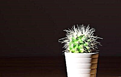 Kaktusa biguna bihurtu bada eta zergatik gertatzen da?