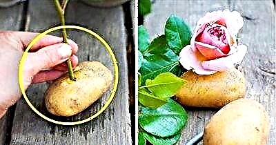 „Роза во компири“. Како да одгледувате цвет од исечоци дома?