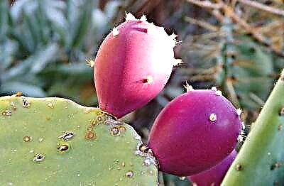 Zipatso zosowa za cacti: katundu, kapangidwe ndi maphikidwe. Kufotokozera za mitundu yazomera yoyenera kudya