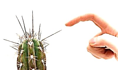 Si të mos shpoheni me një kaktus? Këshilla se çfarë të bëni nëse kjo ndodh